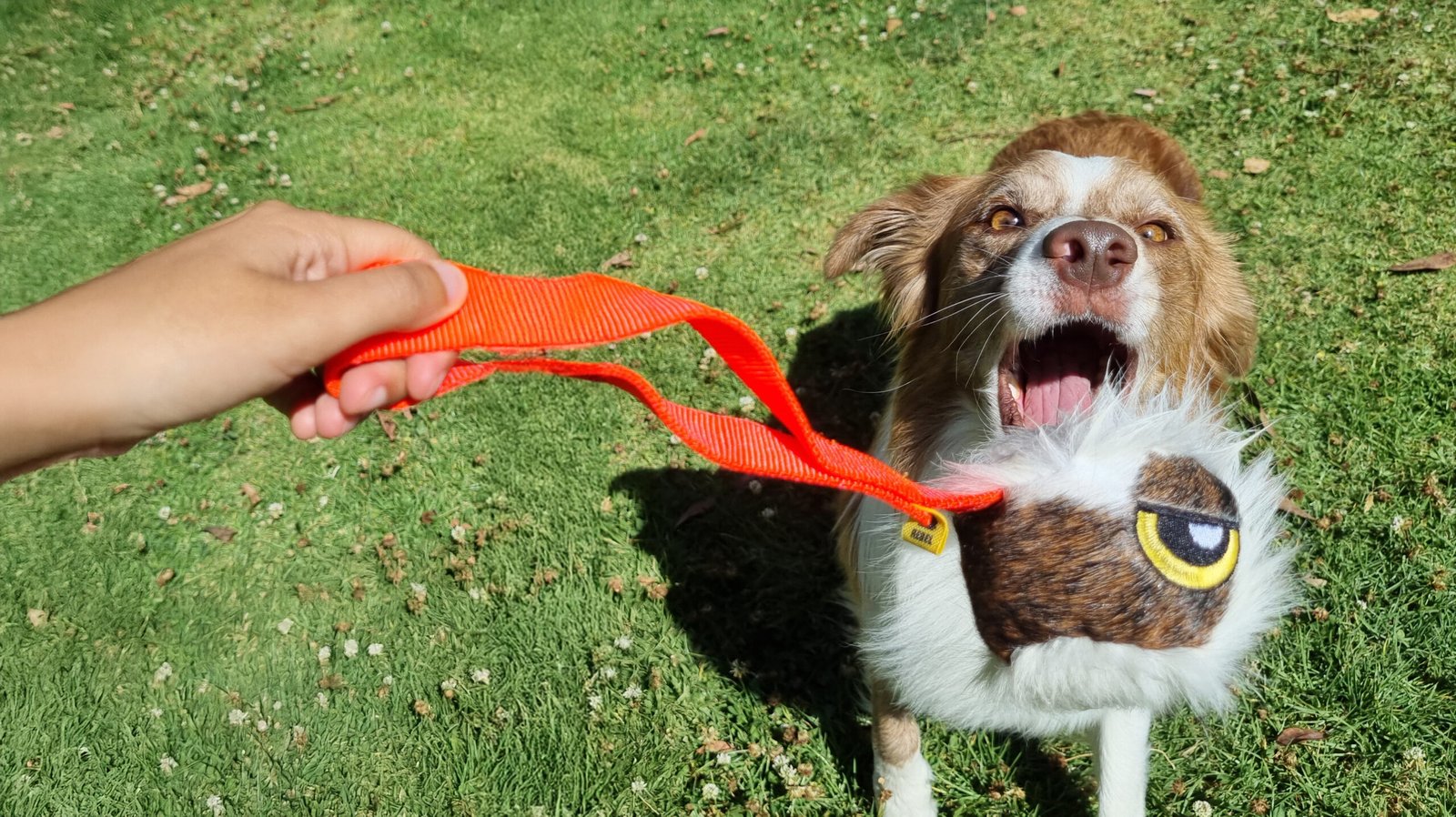 Juguete pelota para perro en cuero