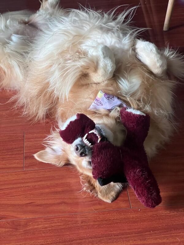 Imagen #1 de Camilo Torres